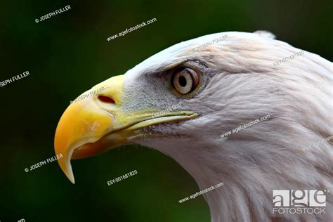 American Bald Eagle close up, Stock Photo, Picture And Low Budget Royalty Free Image. Pic. ESY ...