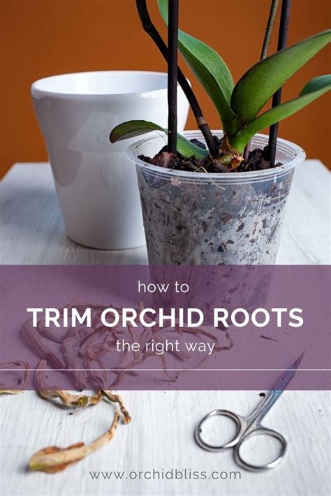 Trimming Orchid Roots: The Complete Guide - Orchid Bliss