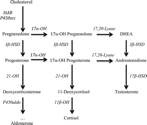 Review And Management Of 46xy Disorders Of Sex Development Journal