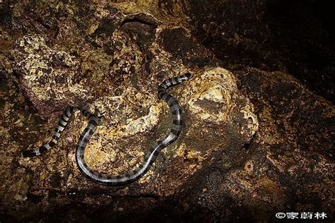 Snakes Of Taiwan Laticauda Colubrina Yellow Lipped Sea Krait