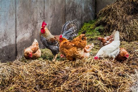 Dumi Ng Manok Bilang Pataba Paano Gamitin Ang Dumi Ng Manok Bilang