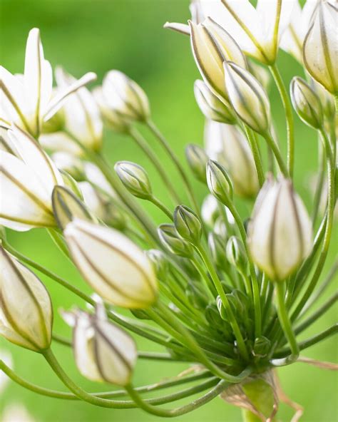 Triteleia ‘white Heaven Bild Kaufen 11062325 Gartenbildagentur