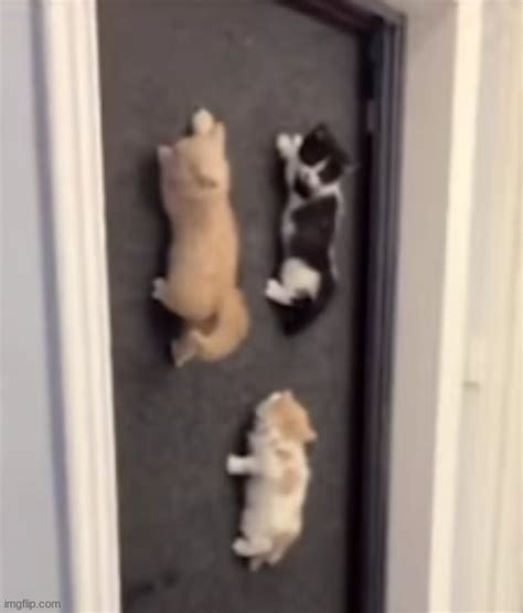 Finally A Place To Hang My Kittens Imgflip