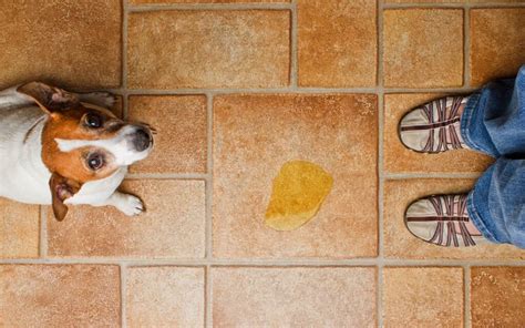 O Que Passar No Chão Para O Cachorro Não Urinar - O que passar no chão para o cachorro não urinar I Petz
