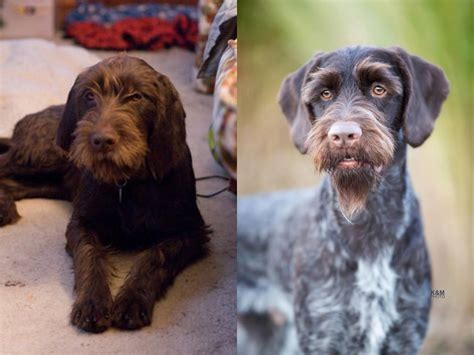 Pudelpointer Vs German Wirehaired Pointer Breed Comparison