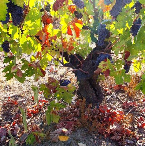 Zinfandel Wine Grapes Flavor Character History Wine Food Pairing