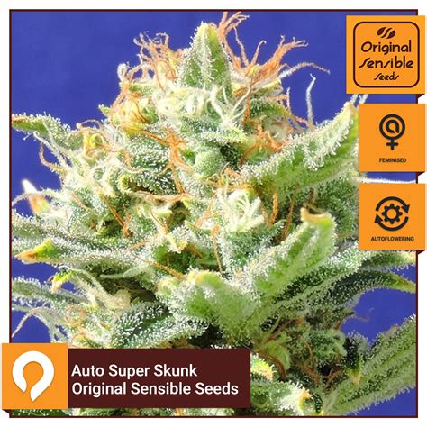 Auto Super Skunk Original Sensible Seeds Feminised Seeds Kazam Seeds