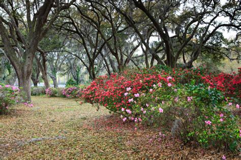 Grove Flowers | Rolling View