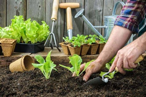 How To Grow Vegetable In Your Garden Live Enhanced