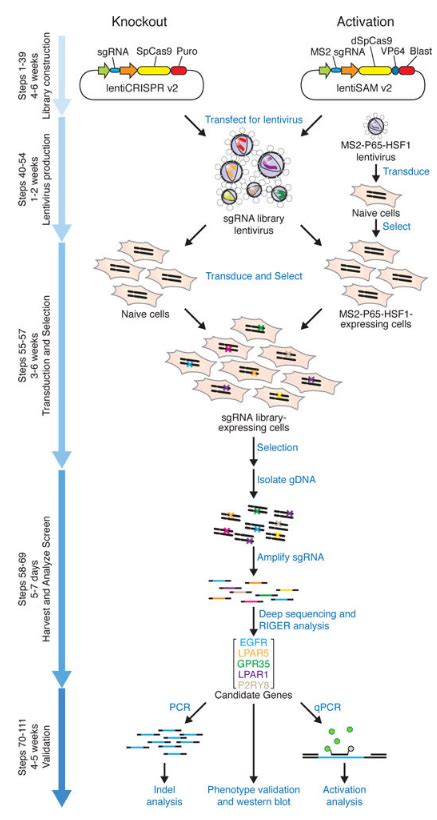 Crisprcas9文库筛选 南京科瑞斯生物科技股份有限公司