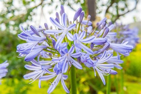 16 Stunning Agapanthus Varieties With Advice From Patrick Fairweather | Horticulture Magazine