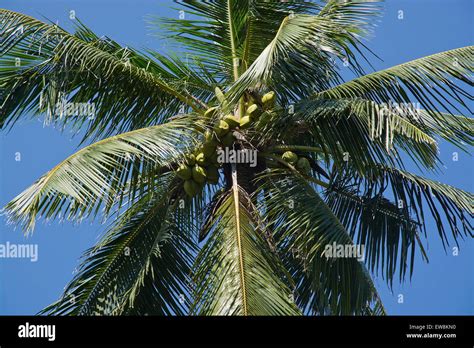 Coconut Palm Tree And Blue Sky With Fruit In Remote Location Southern