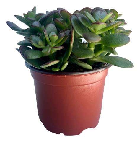 Planta De Jade Crassula Ovata