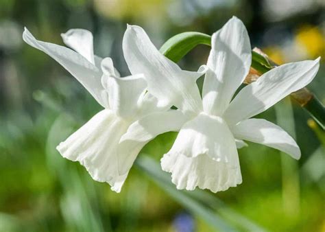 Daffodils Flowers White Best Flower Site