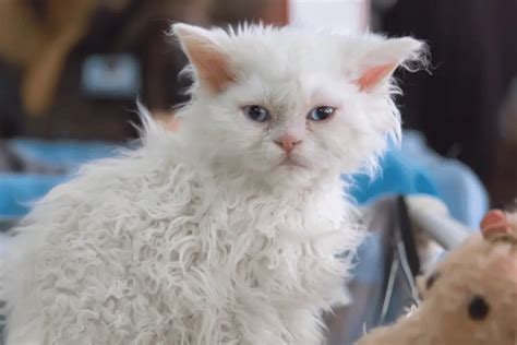 Selkirk Rex Cat Breed - Behavior, Grooming & Personality Traits ...