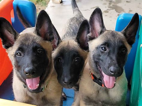 Belgian Malinois Puppies For Sale In Arizona