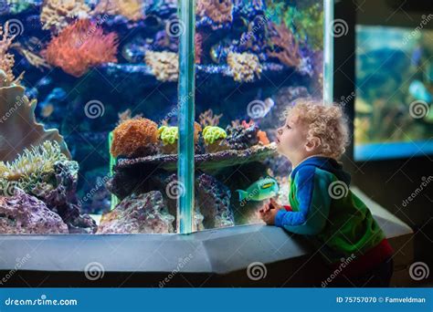 Little Boy At Tropical Aquarium Stock Photo Image Of Kids Oceanarium