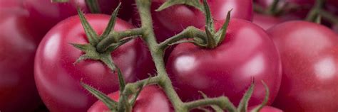 ПИНК ХАНИ F1 (Pink Honey F1) - Rijder Seeds