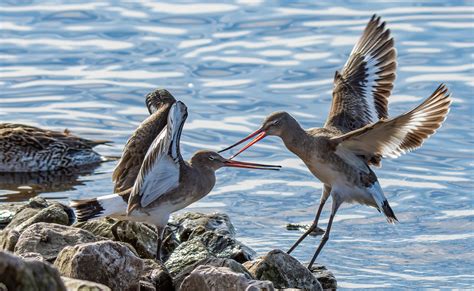 Black Tailed Godwits Limosa Limosa Martin Mere Wwt Flickr