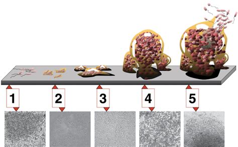 22 1c Extremophiles And Biofilms Biology Libretexts