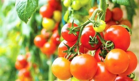 What is Tomato Farming? - Cupit Food - Wholesale Food Supplier