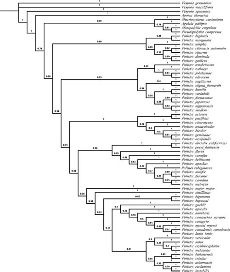 The Preferred Phylogeny The Single Most Parsimonious Tree Obtained In Download Scientific