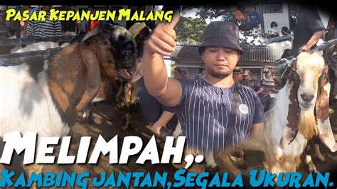 UPDATE HARGA KAMBING JANTAN HARI INI PASAR HEWAN KEPANJEN MALANG