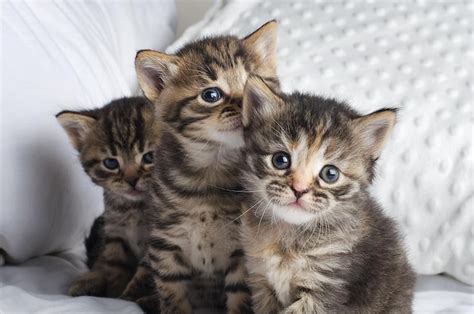 Tres gatitos se sientan en un sofá uno de los cuales se llama atigrado