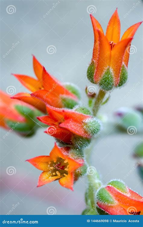 Colorful Echeveria Succulent Plant Flowers Stock Photo - Image of flora ...