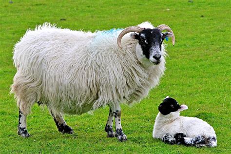 Scottish Blackface Sheep 27 Cool Hd Wallpaper Sheep Scottish Animal