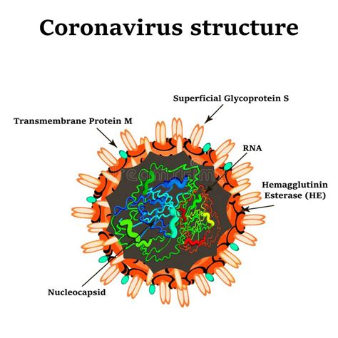 The Structure Of The Influenza Virus Infographics Vector Illustration Stock Vector