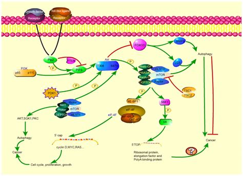 Autophagy Related Signaling Pathways Are Involved In Cancer Review