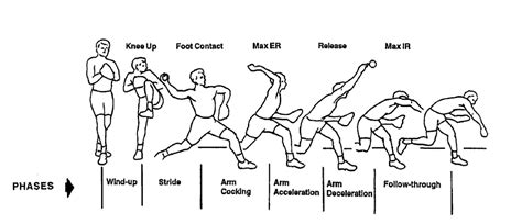 Knee Joint Phases Biomechanics Diagram Knee Ligaments