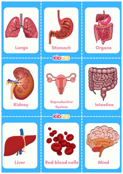 Human Major Organs Flashcards Kidpid