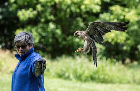 Raptor Hill Falconry Falconry Experiences Near Luray Virginia USA