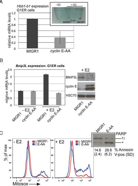 Figure From Novel Roles Of The E F Transcription Factor And