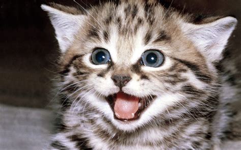 Cute Kitten Wallpaper Kittens Wallpaper 16094681 Fanpop