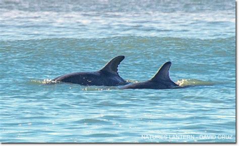 Photos: Dolphins at Ocean Beach – Richmond District Blog