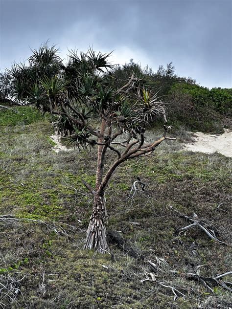 Thatch Screwpine From Kgari Fraser Island Recreation Area Urangan