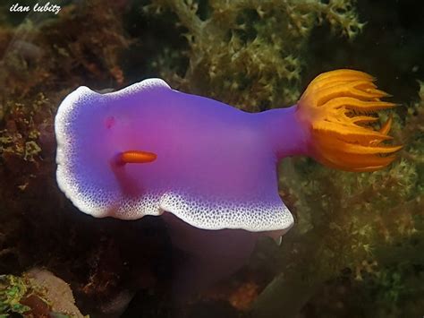 Hypselodoris Apolegma Yonow 2001 Risbecia