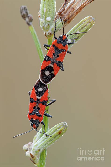 Black And Red Bug 1 By Heath Mcdonald Science Photo Library