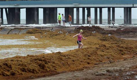 Seaweed Isn T Taking A Holiday But Galveston Beachgoers Don T Care