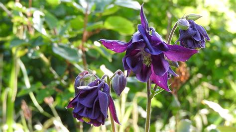 The Complete Guide To Deadheading Columbine Flowers My Heart Lives Here