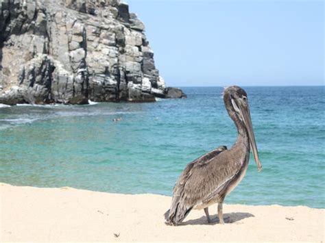 LORETO BAY NATIONAL Marine Park - Parque Bahia Natural Reserve