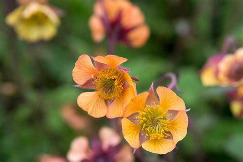 How To Grow Geums The Gardeners Planet