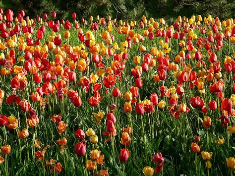 Tulip Field Tulips Tulpenbluete Flowers By Justforyou Redbubble