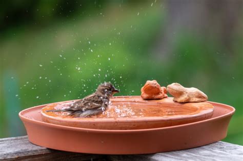 Comment Attirer Les Oiseaux Dans L Abreuvoir