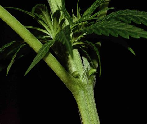 Heres How To Determine The Sex Of Your Cannabis Plants