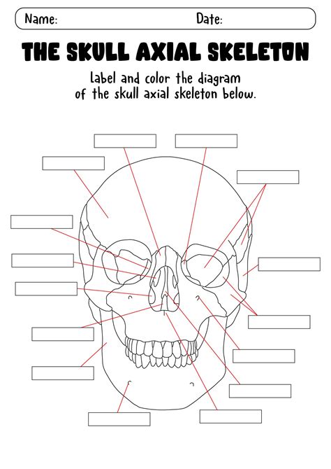 Labeling The Skeleton Worksheet