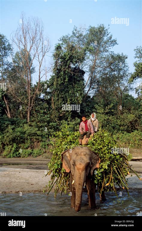 Nepal The Terai Madhesh Royal Bardia National Park Elephant With Its Keeper Back From The